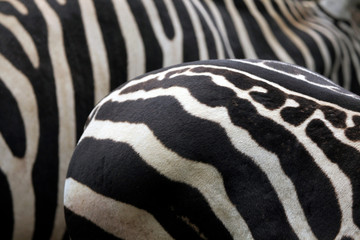 Maneless zebra (Equus quagga borensis) skin texture.