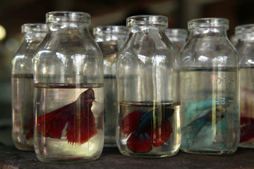 Aquarium fish market in Yogyakarta, Central Java, Indonesia.