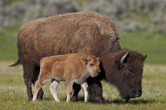Bison (Bison bison) cow and calf in the spring, Yellowstone National Park, Wyoming