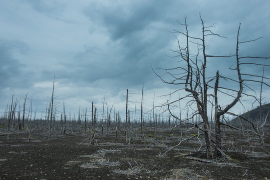 Dead tree forest on the Tolbachik volcano, Kamchatka, Russia