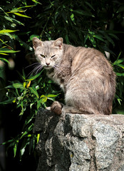 Naklejka na ściany i meble Striped cat is sitting on stone and looking at camera