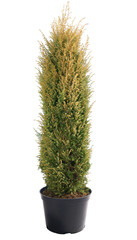 Juniperus communis Gold Cone in a pot