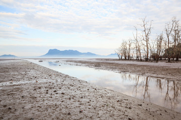 Dead trees in beach at low tide 