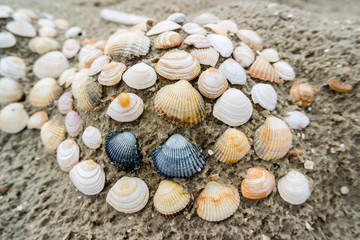 Venusmuscheln am Strand