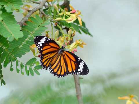Butterfly (Common Tiger)