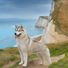 Siberian Husky