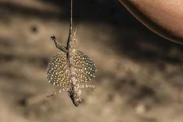 An adult flying dragon (Draco spp), an agamid lizard, Komodo National Park, Komodo Island, Indonesia