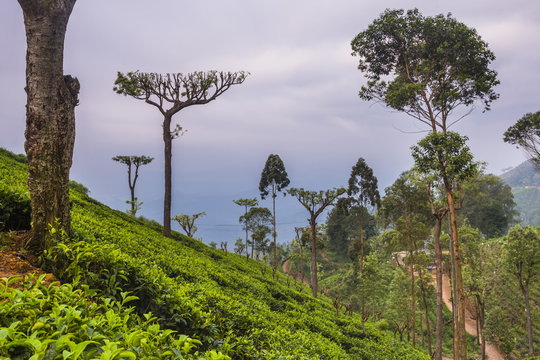Tea plantation on a tea estate in Haputale, Nuwara Eliya District, Sri Lanka Hill Country, Sri Lanka