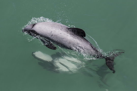 Adult Hector's dolphin (Cephalorhynchus hectori) mating near Akaroa, South Island, New Zealand
