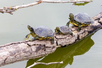 Freshwater turtles