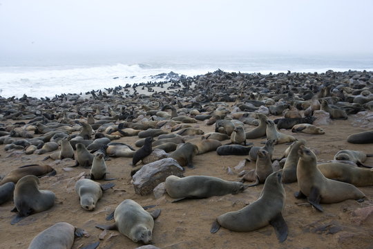 Colony of South African fur seals (Arctocephalus pusillus), Namibia