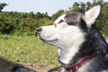 Piękny Husky