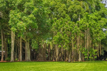 Cercles muraux Arbres Banyan tree