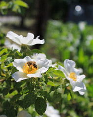 bee on a wild rose