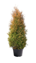 Thuja occidentalis  Cloth of Gold in a pot