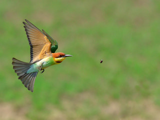 Bird (Chestnut-headed Bee-eaters) , Thailand