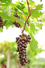 bunches of ripe red wine grapes
