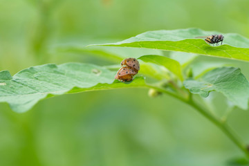 Ladybug was interbreeding at the leaves  and flies away