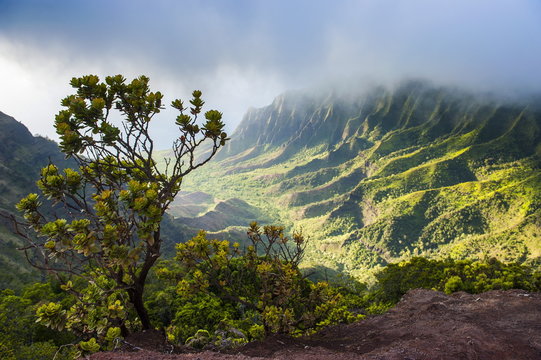 Kalalau lookout over the Napali coast from the Kokee State Park, Kauai, Hawaii