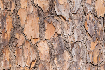 Tree Wood Skin Texture