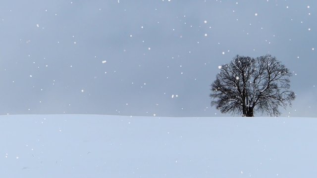 Single tree in winter, snow