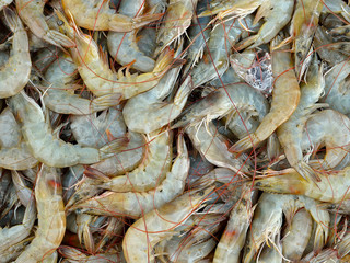 Fresh shrimp