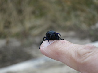 schwarzer Käfer auf der Hand