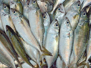 Fresh fishes in a market