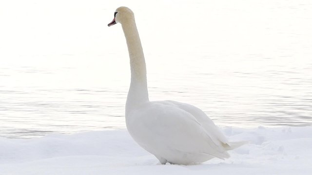 Swan on  lakeside in winter