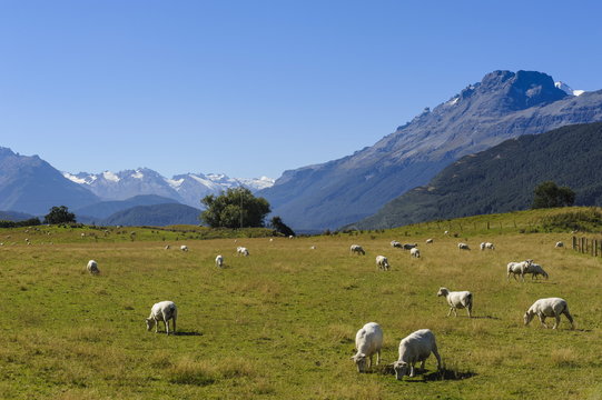 Sheep grazing on a green field, Rees Valley near Queenstown, Otago, South Island, New Zealand