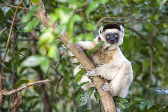 Verreaux's Sifaka (Propithecus verreauxi), Nahampoana Reserve, Fort Dauphin, Toliara Province, Madagascar