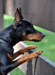 Miniature Pinscher dog looking from behind a fence