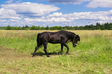 black horse