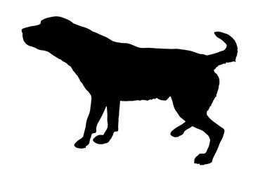 Vector silhouette of a dog.