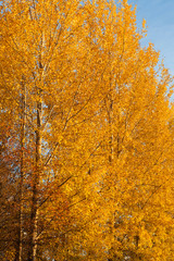 Obraz premium Trees in autumn colors background