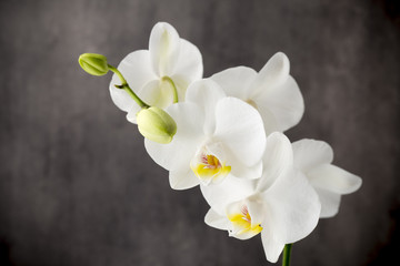 Fototapeta premium Biała orchidea na szarym tle.