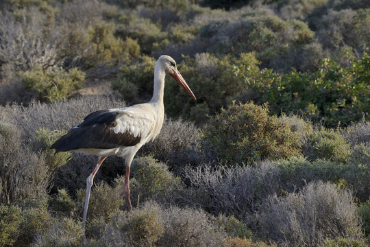 White stork (Ciconia ciconia) foraging for insects in maquis vegetation, Crete, Greece
