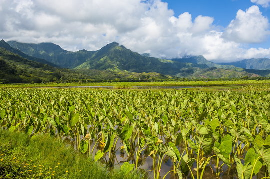 Taro fields near Hanalei on the island of Kauai, Hawaii
