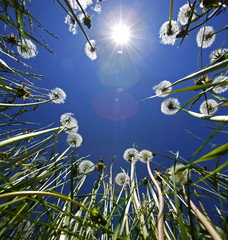 Dandelions Blue Sky Sun Flare