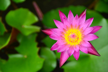 lotus,flowers,color,nature,green,water,wall,background,blossom,beauty