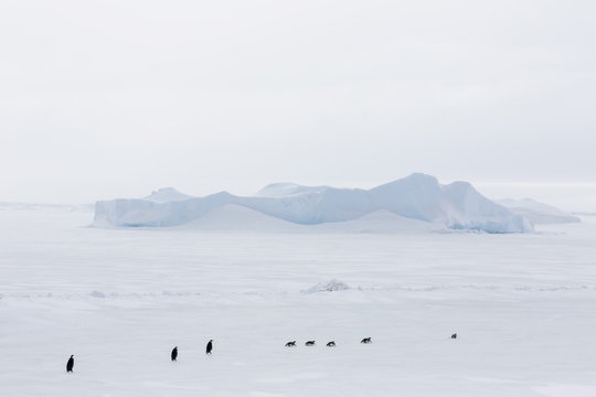 Emperor Penguins (Aptenodytes forsteri) marching across sea ice on Snow Hill Island, Weddell Sea, Antarctica