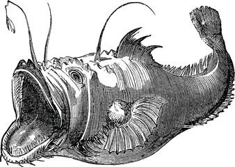 Angler fish Vintage graphic