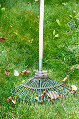 cleaning of fallen leaves from lawn by rake