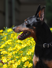 Miniature Pinscher dog and flowers