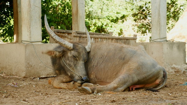  Sleepy water buffalo lying down under stilt-house farm ( close up) 