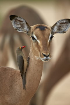 Red-billed oxpecker (Buphagus erythrorhynchus) on a female impala (Aepyceros melampus), Kruger National Park 