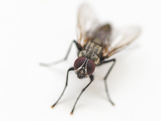 Fototapeta na wymiar common fly close up on white