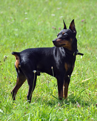 Portrait of purebred Miniature Pinscher Dog on grass