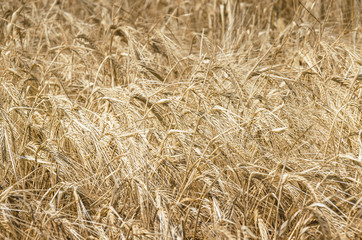 Spikelets of rye in the field.