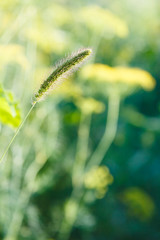 Fototapeta premium spica close up and summer meadow at sunset